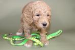 Te koop medium labradoodle puppy’s, Overige rassen, CDV (hondenziekte), 8 tot 15 weken, Meerdere