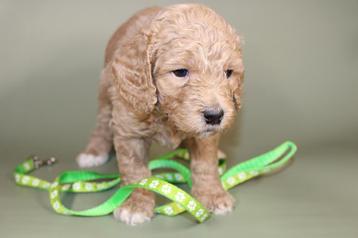 Te koop medium labradoodle puppy’s beschikbaar voor biedingen
