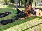 Duitse herder pups (stamboom)., Dieren en Toebehoren, 8 tot 15 weken, Meerdere, Herder, Nederland