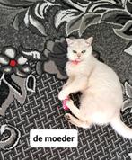 2 vrouwtjes britse korthaar kittens zilver shaded, Dieren en Toebehoren