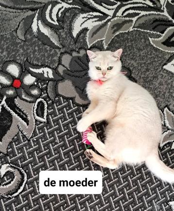2 vrouwtjes britse korthaar kittens zilver shaded  beschikbaar voor biedingen