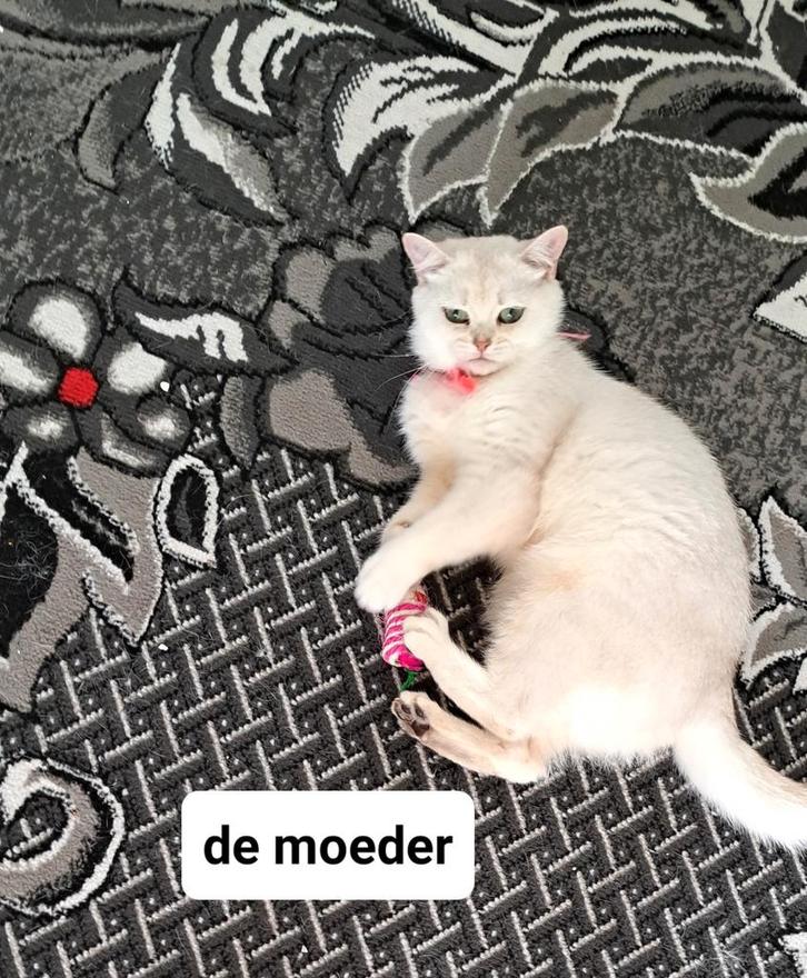 2 vrouwtjes britse korthaar kittens zilver shaded, Dieren en Toebehoren, Katten en Kittens | Raskatten | Korthaar
