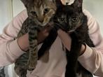 Kittens jonge poezen., Dieren en Toebehoren, Katten en Kittens | Overige Katten, Poes, 0 tot 2 jaar