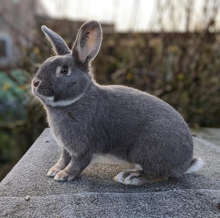 Parelfeh konijnen, Dieren en Toebehoren, Konijnen, Middelgroot, Meerdere dieren, 0 tot 2 jaar