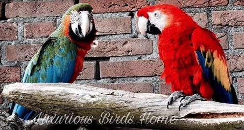 Gezocht: Opvang & Inkoop van alle soorten kromsnavels 🦜, Dieren en Toebehoren, Vogels | Parkieten en Papegaaien, Papegaai, Meerdere dieren