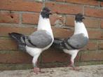 Sierduiven.., Dieren en Toebehoren, Vogels | Duiven