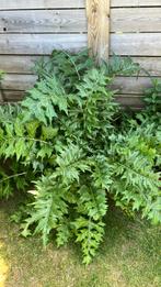 Acanthus mollis, Tuin en Terras, Ophalen of Verzenden, Zomer, Overige soorten, Volle zon
