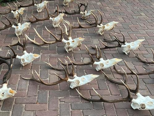 Gewei Edelhert hertengewei met schedel veluwe, Verzamelen, Dierenverzamelingen, Zo goed als nieuw, Gewei of Kop, Hert, Ophalen