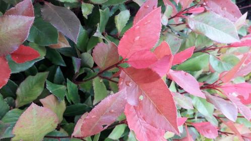 Glansmispel ‘Red Robin’ – 2x 30 stuks, Tuin en Terras, Planten | Struiken en Hagen, Haag, Overige soorten, Minder dan 100 cm, Ophalen of Verzenden