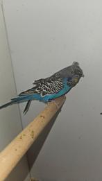 Blackface hagoromo split Blackwing, Mannelijk, Parkiet, Geringd