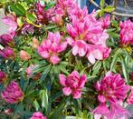 Rhododendron en Azalea, Ophalen, Zomer, Overige soorten, Halfschaduw
