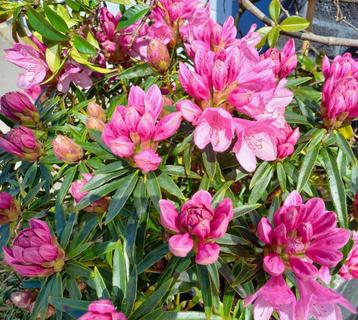 Rhododendron en Azalea beschikbaar voor biedingen