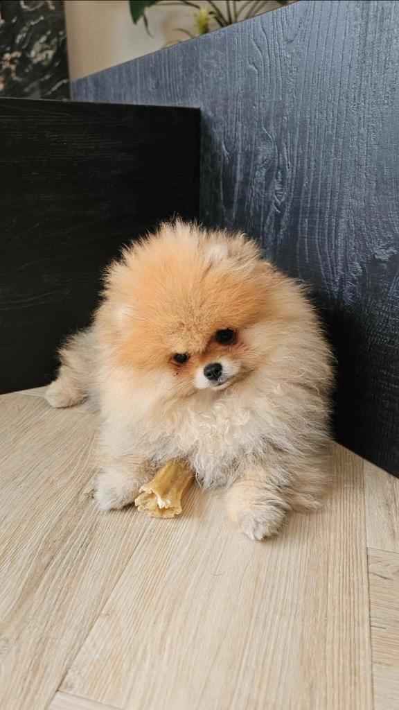 Pomeriaan teefje, Dieren en Toebehoren, Honden | Poolhonden, Keeshonden en Oertypen, Teef, Keeshond, Particulier, Eén hond, Nederland