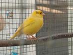 2 st kanarie - man ; begin 2024, Dieren en Toebehoren, Vogels | Kanaries, Mannelijk, Kleurkanarie