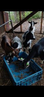 Verschillende mooie jonge geitjes, Dieren en Toebehoren, Vrouwelijk, Geit