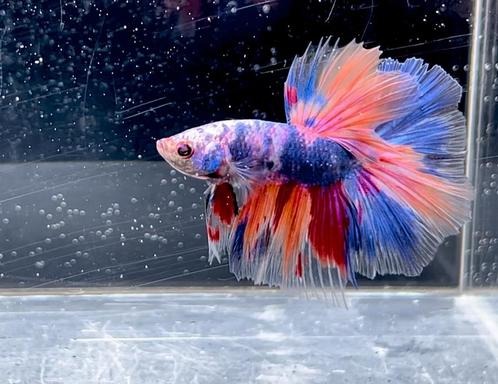 Betta Halfmoon Candy Purple, Dieren en Toebehoren, Vissen | Aquariumvissen, Vis