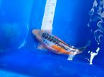 Te koop prachtige Shusui koi 35 a 40cm, Dieren en Toebehoren, Karper of Koi