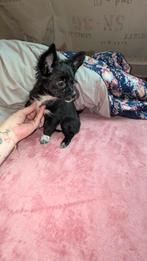 Chihuahua x Chorkie puppies 650 euro, Dieren en Toebehoren, Honden | Chihuahua's en Gezelschapshonden, 8 tot 15 weken, Meerdere