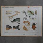 Bijplaat Zeehonden en bruinvisschen / Insecten – 1915, Ophalen of Verzenden, Natuur en Biologie