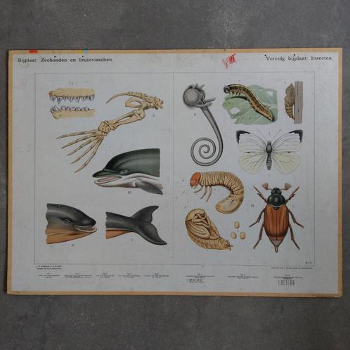 Bijplaat Zeehonden en bruinvisschen / Insecten – 1915, Antiek en Kunst, Antiek | Schoolplaten, Natuur en Biologie, Ophalen of Verzenden