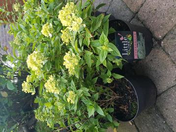 MOOIE VOLLE  LITTLE LIMELIGHT PLUIMHORTENSIAS IETS APPARTS N beschikbaar voor biedingen