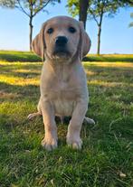 Prachtige labrador pups, Dieren en Toebehoren, Honden | Retrievers, Spaniëls en Waterhonden, 8 tot 15 weken, Labrador retriever