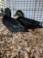 Zwarte kwaker eenden te koop, Dieren en Toebehoren, Pluimvee, Meerdere dieren, Eend