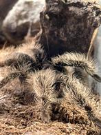 0.1 Tliltocatl albopilosus Nicaragua vogelspin vrouw, Dieren en Toebehoren, Insecten en Spinnen, Spin of Schorpioen