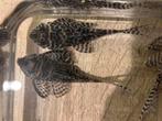 L066 Hypancistrus pleco, Dieren en Toebehoren, Vis