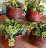 Bloempot aardewerk keramiek pot, Antiek en Kunst, Antiek | Keramiek en Aardewerk, Ophalen