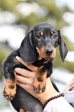 Lieve Mooie Schattige Teckel Puppys Beschikbaar, Reu, CDV (hondenziekte), 8 tot 15 weken, Korthaar