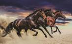 Paarden fotobehang Trio vinyl / vlies behang OOK op maat, Verzenden, Paarden behang,