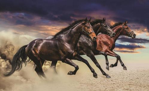 Paarden fotobehang Trio vinyl / vlies behang OOK op maat, Huis en Inrichting, Stoffering | Behang, Verzenden