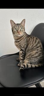 Zoeken een nieuwe baas voor onze lieve poes Pati, Dieren en Toebehoren, Poes, Gechipt