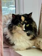 Prachtig Ragdoll poesje woont liever alleen, Dieren en Toebehoren, Katten en Kittens | Overige Katten, Poes
