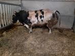 Gevraagd: dikbil dekstier., Dieren en Toebehoren, Runderen, Mannelijk