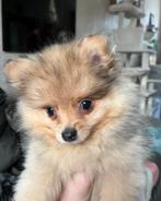 Pomeriaan pomeranian keeshondje, Parvo, Keeshond, Reu, 8 tot 15 weken