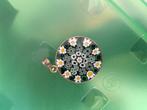 Muranoglas Antica Murrina Veneziana Millefiori glazen hanger, Ophalen of Verzenden, Zo goed als nieuw, Overige materialen, Overige voorstellingen