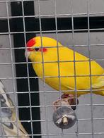 2 poppen en 1 man dat is de bonte, Dieren en Toebehoren, Vogels | Parkieten en Papegaaien