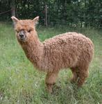 Alpaca Vilt wol, Ophalen of Verzenden, Nieuw, Breien of Haken, Wol of Garen