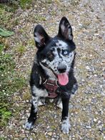 Lieve Mechelse herder x pomeriaan, Dieren en Toebehoren, Honden | Herdershonden en Veedrijvers, 15 weken tot 1 jaar, CDV (hondenziekte)