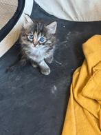 Main coon XXL, Dieren en Toebehoren, Katten en Kittens | Raskatten | Korthaar, Poes, Ontwormd