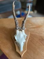 Wanddecoratie: Gewei, Ophalen, Zo goed als nieuw