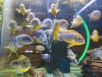 Diverse Malawi op voorraad, Dieren en Toebehoren, Vissen | Aquariumvissen, Vis, Zoetwatervis