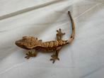 Prachtige baby wimper gekko crested gecko harlequin, Hagedis, Tam, 0 tot 2 jaar