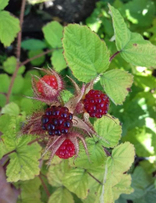 Japanse wijnbes heeft heerlijke vruchtjes. Is winterhard., Tuin en Terras, Planten | Tuinplanten, Vaste plant, Fruitplanten, Volle zon
