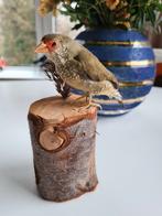 Opgezette vogel, binze astrilde, volliere vogel, taxidermie, Verzamelen, Dierenverzamelingen, Ophalen of Verzenden, Zo goed als nieuw