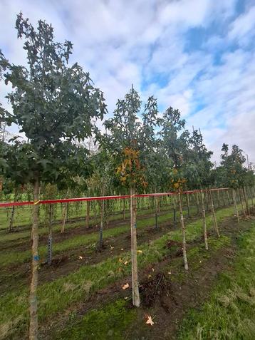 Mooie liquidambar styraciflua  (amberboom) beschikbaar voor biedingen