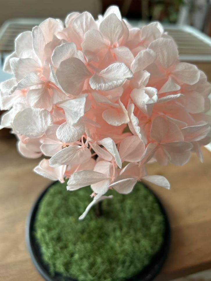 Droogbloem Hortensia in Glazen Stolp, Huis en Inrichting, Woonaccessoires | Droogbloemen, Nieuw, Ophalen of Verzenden