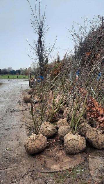 Amelanchier Lamarckii 🌿(krentenboom) ️meerstam️🌳 beschikbaar voor biedingen